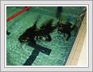 <img src=wydarzenia/1112/20111111nurkowanie/001.jpg />