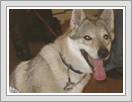 <img src=wydarzenia/1112/20111129zwierzeta/001.jpg />