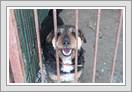 <img src=wydarzenia/1213/20130330schronisko/001.jpg />