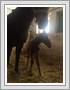 <img src=wydarzenia/1516/20160301zrebak/001.jpg />