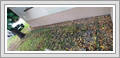 <img src=wydarzenia/2324/20231023rabatkaprzyb/001.jpg />